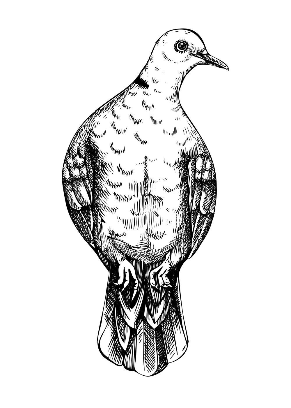 Collared dove vector sketch. Hand drawn wildlife illustration in engraved style. Grey city bird drawing isolated on white background. Black and white  pigeon drawing for print, poster, card, cover. Illustration